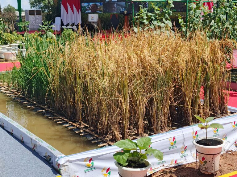 Salah satu contoh inovasi dari program Gerina, Si Opung (Solusi Padi Apung). (Foto: RRI/Maulana)